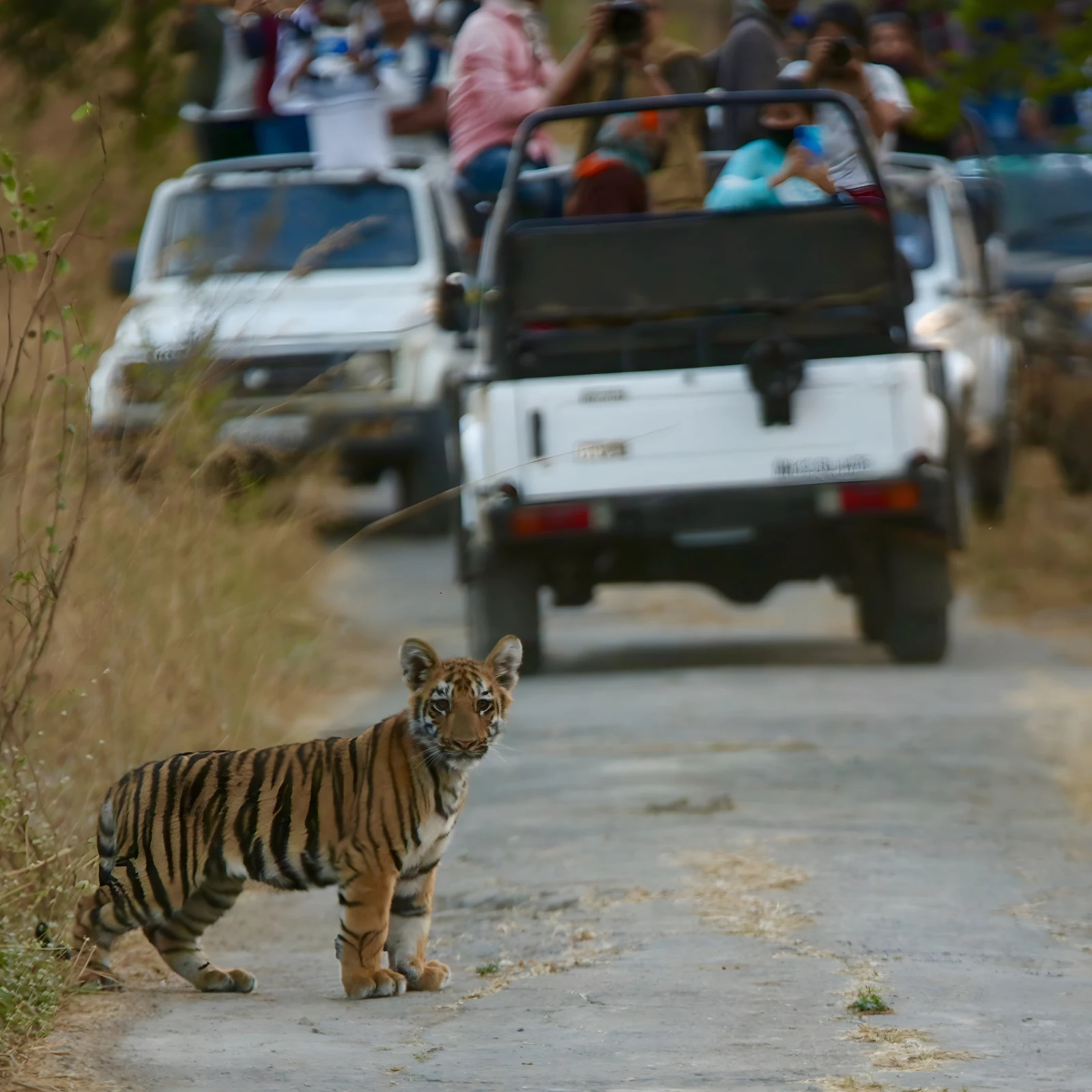 Best tiger sights at Avani Tiger Resort