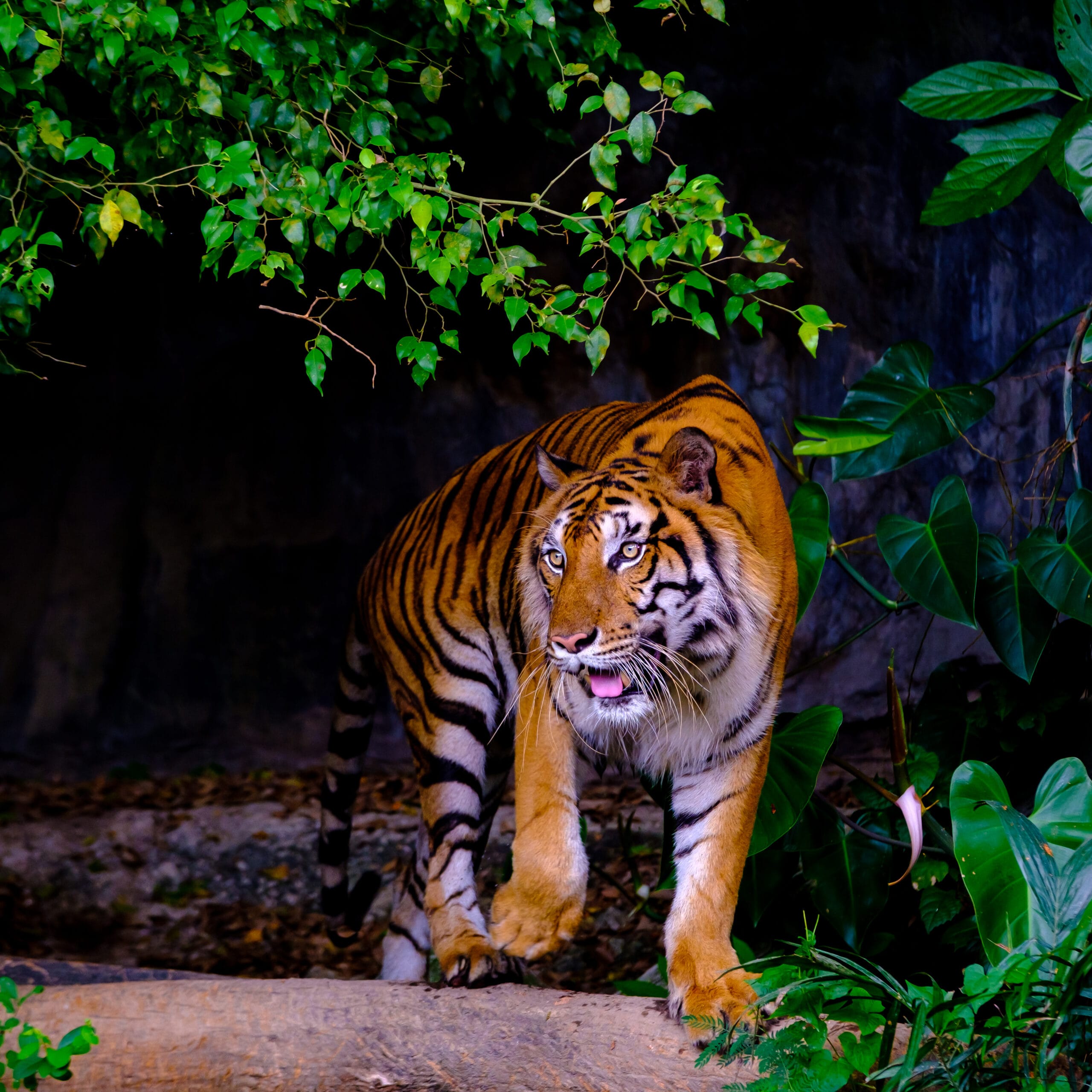 Best Resorts in Tipeshwar: Your Complete Guide to Avani Tiger Resort Tipeshwar & Top Stays Near the Tiger Reserve