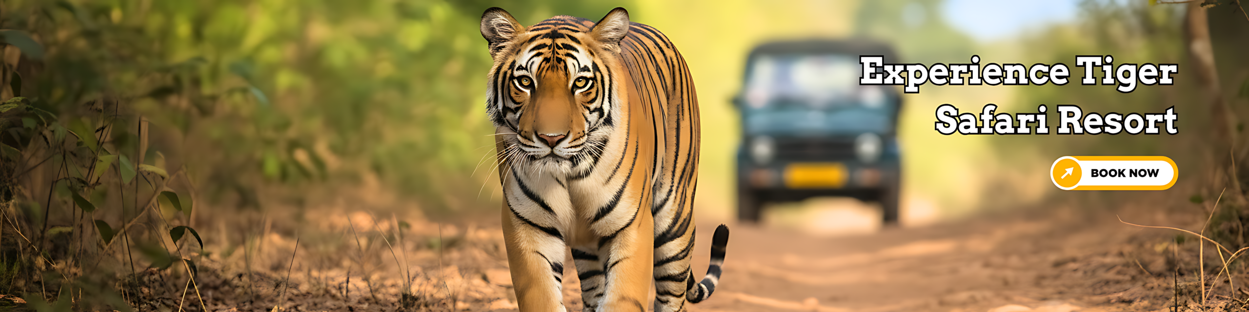 Tiger safari experience from Tiger Safari Resort near Tipeshwar sanctuary