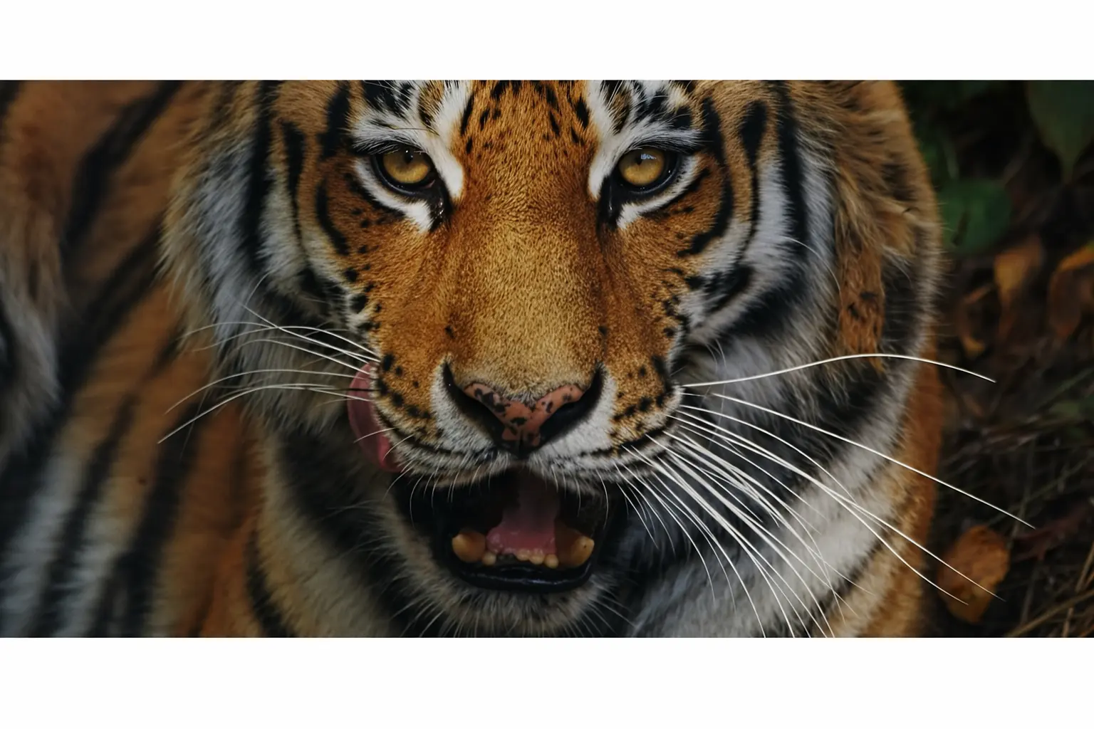 Close-up of Bengal tiger at Tipeshwar Wildlife Sanctuary in its natural forest habitat