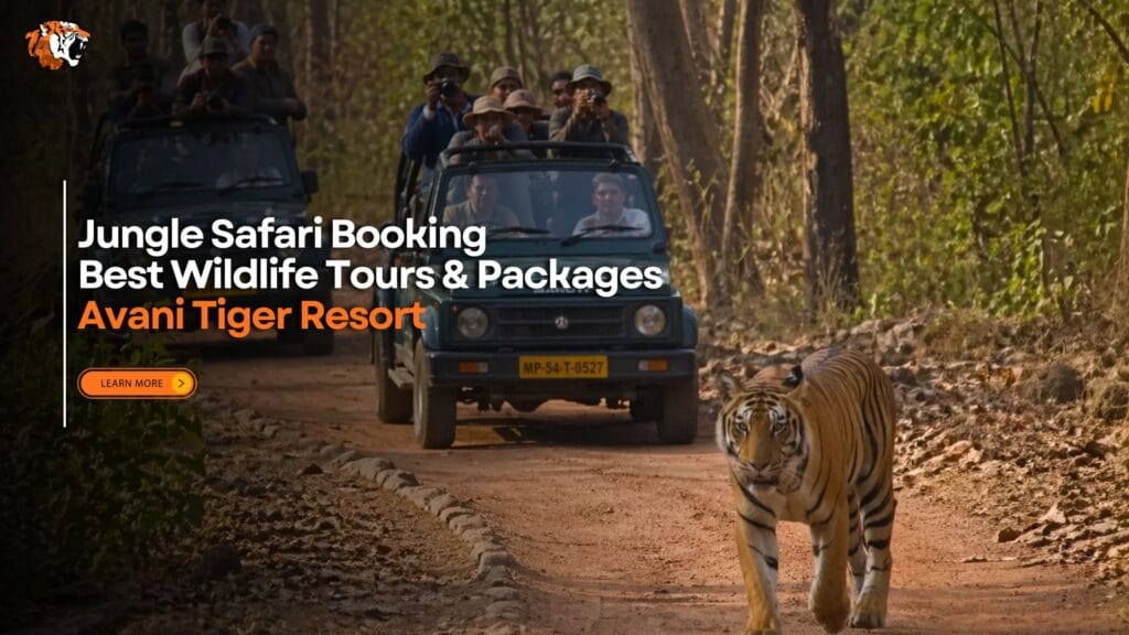 Tiger walking on a forest road during a jungle safari in India with tourists in jeep following and taking photos.