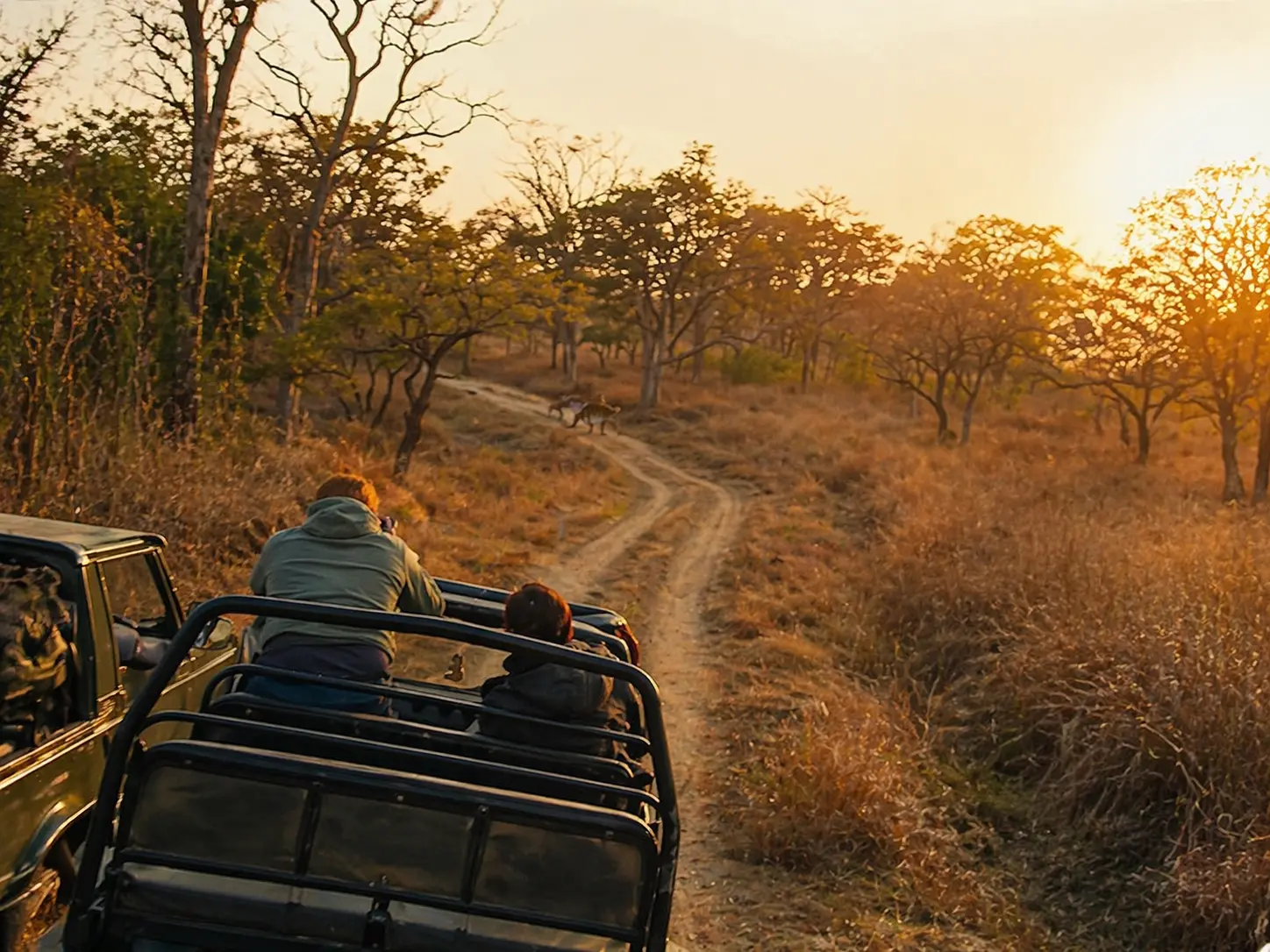 Jungle safari booking with tiger sighting on forest trail and tourists in safari jeep observing wildlife