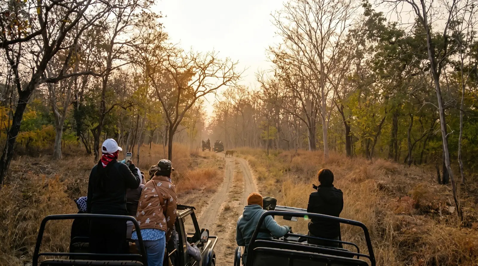 Wildlife Jungle Resort safari experience with tourists spotting wildlife in forest during sunset