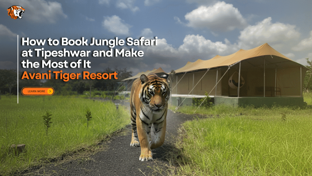 Tiger walking near luxury tents at Avani Tiger Resort in Tipeshwar Wildlife Sanctuary, Maharashtra.