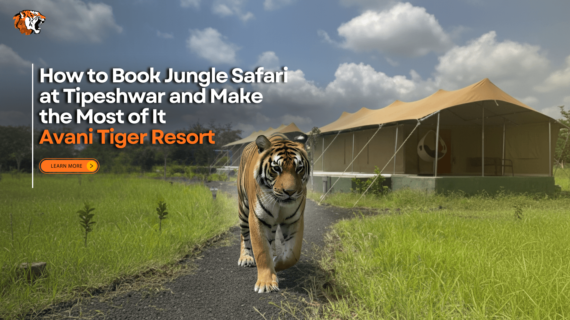 Tiger walking near luxury tents at Avani Tiger Resort in Tipeshwar Wildlife Sanctuary, Maharashtra.