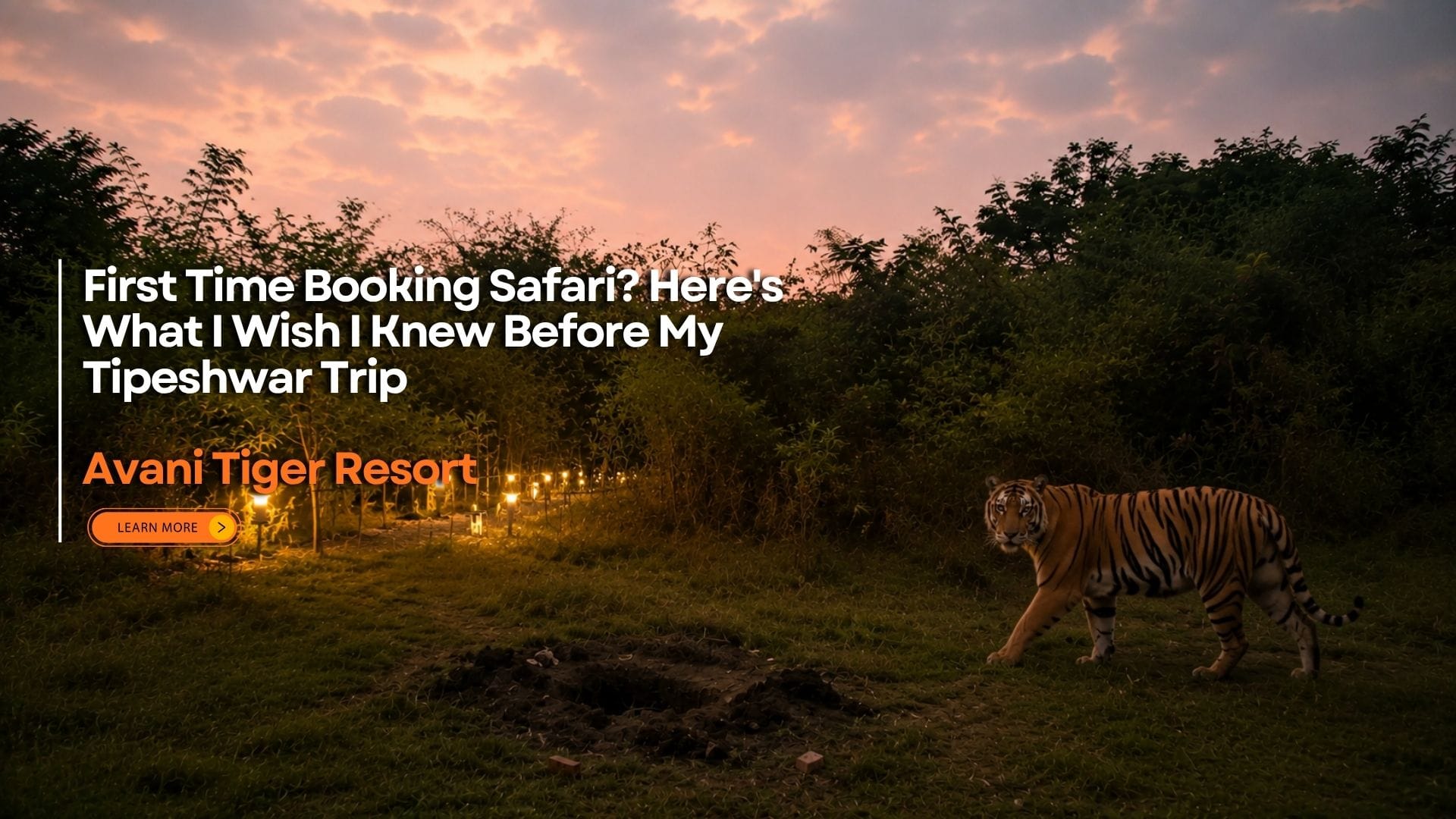 Promotional graphic for Avani Tiger Resort showing a tiger walking through a lush forest at sunset, with glowing pathway lights and text about first-time safari tips before a Tipeshwar trip.