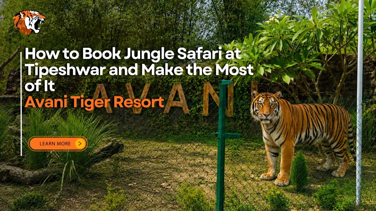 Tiger at Tipeshwar Wildlife Sanctuary with lush green forest, promoting jungle safari booking at Avani Tiger Resort.